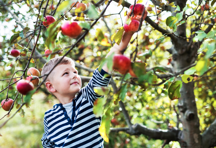 Apple Tree